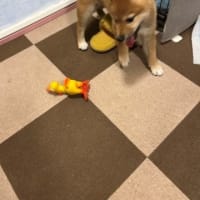 きた！　柴犬・空海くんの子分！？　それとも妹分？？　仔犬が来たよ☆