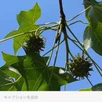 堺市南区役所前の“モミジバフウ“木が消えていた散歩道🚶‍♂️チョットショックだ❗️