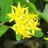 「キリンソウ」は、海岸などの岩場に咲く花。