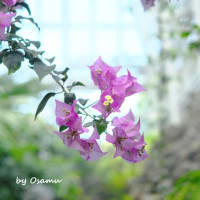 GWの花撮り④東山植物園その2