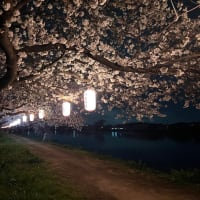 夜桜見物！