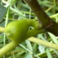 桃栗三年柿八年