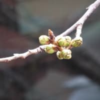 我が家の桜🌸と昨日の失敗談😓
