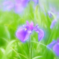 花菖蒲