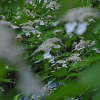 多摩川台公園あじさい園　　色々のあじさいが一面に咲いています　　　2