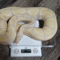 ３月、蛇達の体重測定