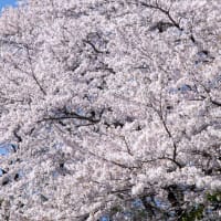 東京八王子　　　　　　　　　　2024　桜