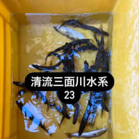 2025.7.28 天然遡上越後むらかみ清流三面川水系