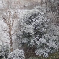 34　1月6日の雪景色
