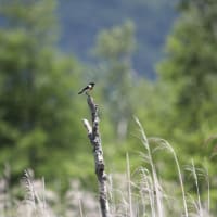 高原の夏鳥
