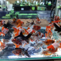 金魚入荷