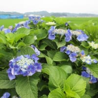 風邪ひいたかな？