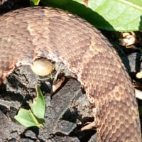 ヘビにもダニが付くんだね😯