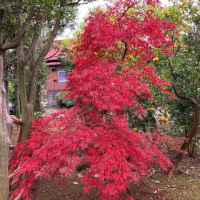 川崎市中原区の個人邸のシダレモミジの紅葉。