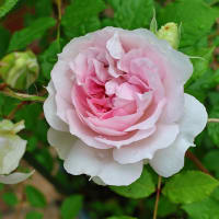 庭の薔薇