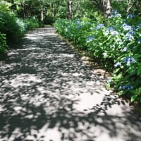 あじさいの花咲く小道