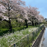 東浦和界隈の令和6年度の桜🌸は終演です！
