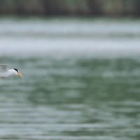 100日ぶりに鳥を撮りました・・・・コアジサシ