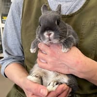 お客様のうさちゃん達☆GW前のウサちゃん達。その2