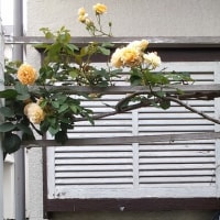 最後の薔薇　クライミング特集　　　と　紀尾井町の薔薇　