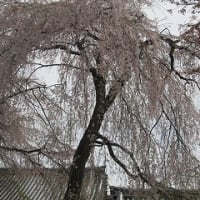 醍醐寺の桜