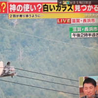 長浜市で白いカラスが育っているそうです。