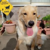 メープル　1歳になりました！