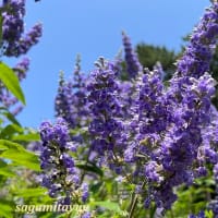 「八幡山の洋館」花壇では「チェストベリー」が紫色の花穂を！！