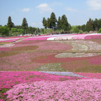 羊山公園　芝桜の丘