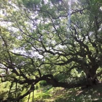 樹齢1200年　志々島の大楠