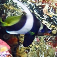 2025年1月12日（日）　竹浦の海　（アリエルチームの初潜り）