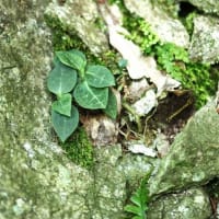 治療の合間の花散策！（ジガバチソウとイチヤクソウ、それと初見のケリと！）