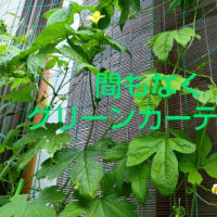 【我菜園便り】夏菜園の初収穫！瑞々しい鮮度