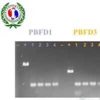 2022.7.30　性別鑑定・PBFD＆APVの遺伝子検査