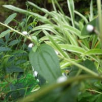 しをり戸　　　「７月」