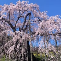 三春滝桜へ！