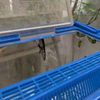 アゲハ2
