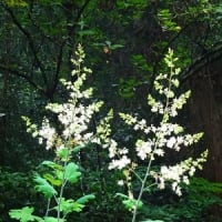 7月例会は正渓寺から大岩不動へ