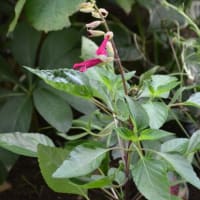 シャラの花の季節 そして クランベリーの花も Haruの庭の花日記 Haru S Garden Diary