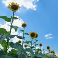 夏休みまであとわずかですが・・・
