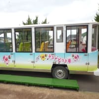ちょっと遅かったチューリップ