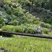 バス旅行で旬の花を②