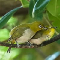 ラブラブのメジロ