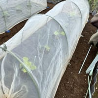 オクラを畑へ植えました。