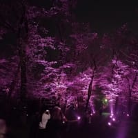さくらのさくら祭り　（千葉県佐倉市の桜祭り）