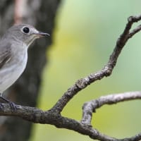 公園  通過鳥で賑やか　9/18