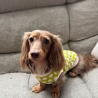 ハンドメイド犬服