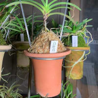 兎にも角にも植え替えるべし
