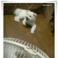 雨上がりのバラ★庭の恵みを★湿度85％の庭で