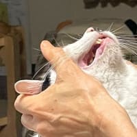 まだ梅雨明け・・してないよね？